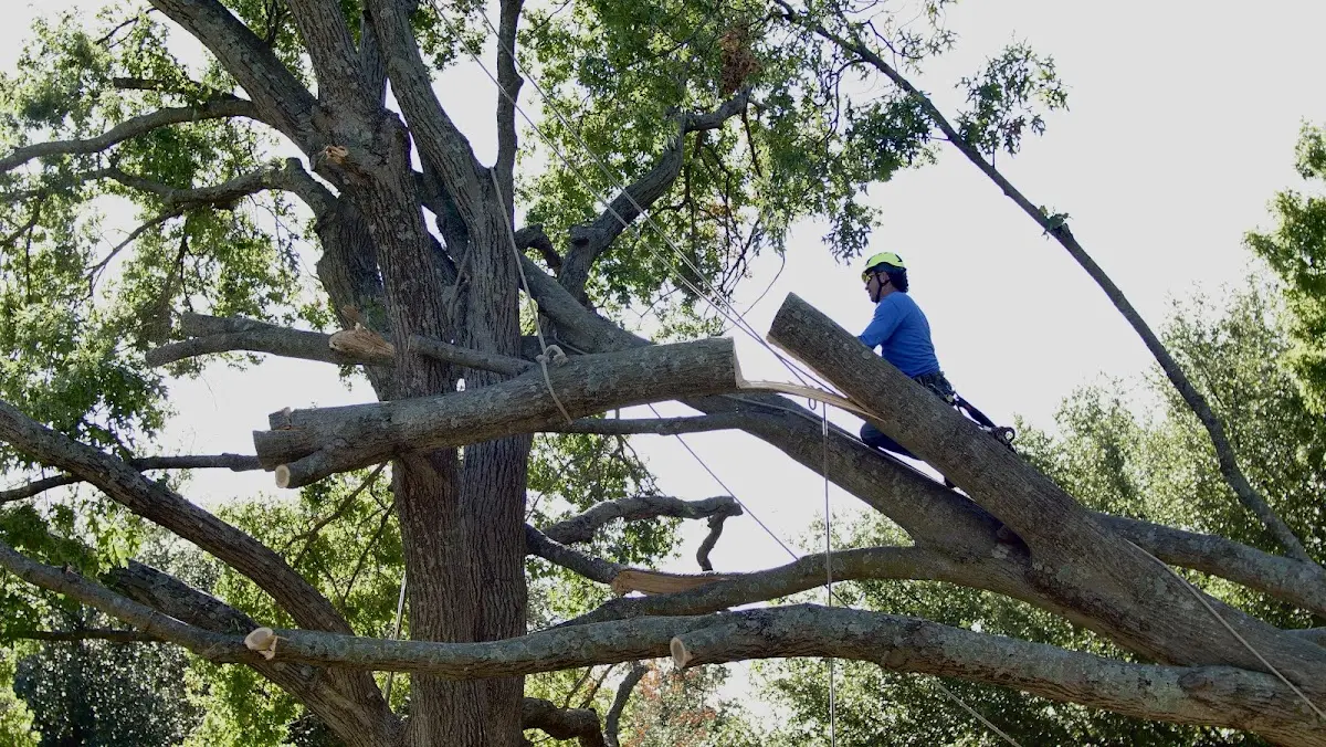 Professional Crown Thinning performed by certified arborists in Ohio City