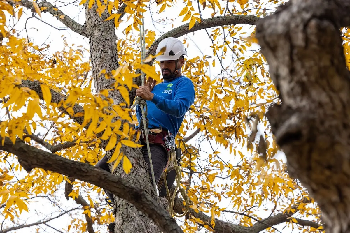 Skilled Storm Damage Cleanup crew working in Ohio City